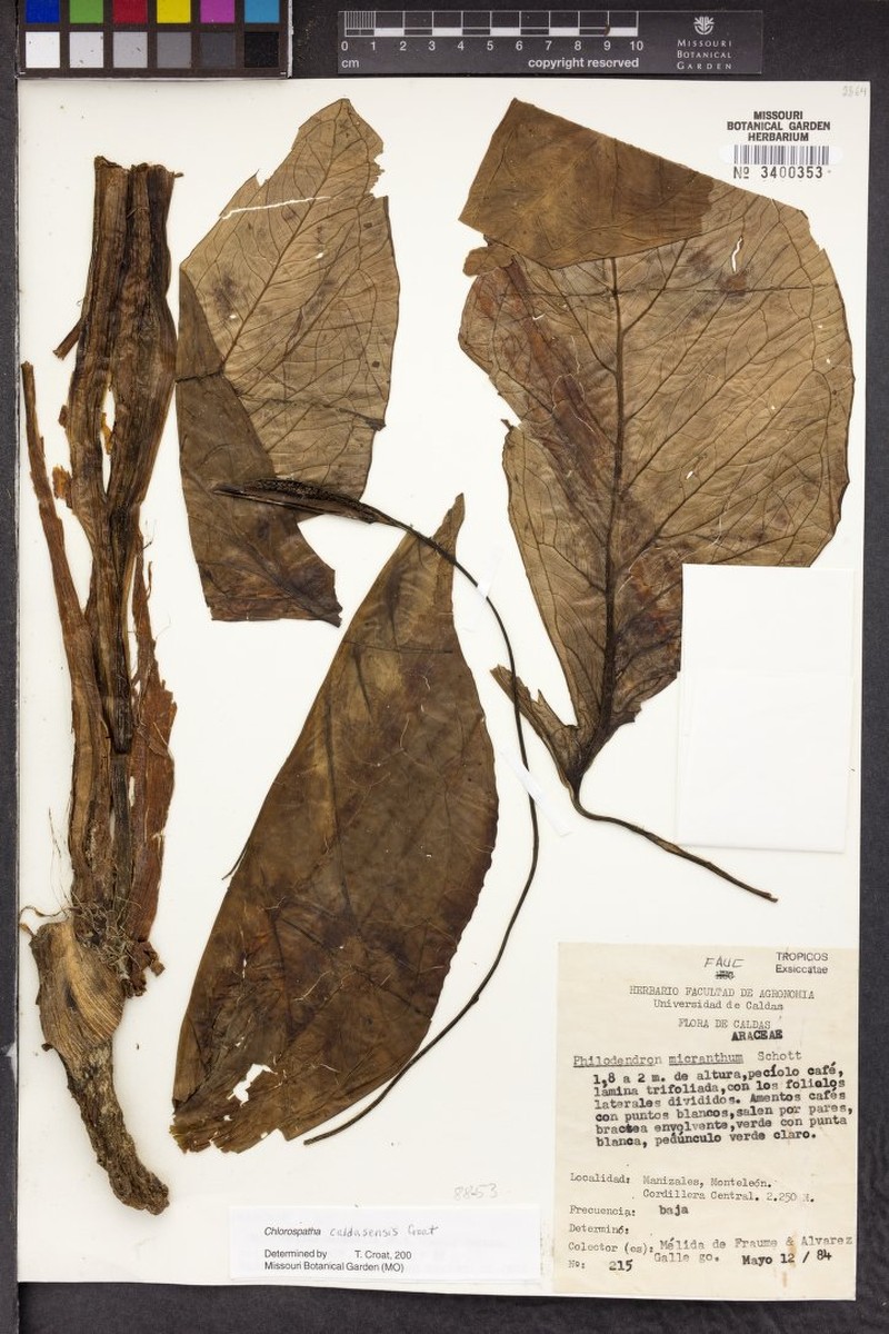 Chlorospatha caldasensis