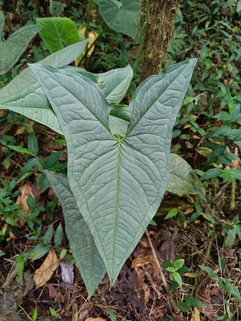 Chlorospatha carchiensis photo 2
