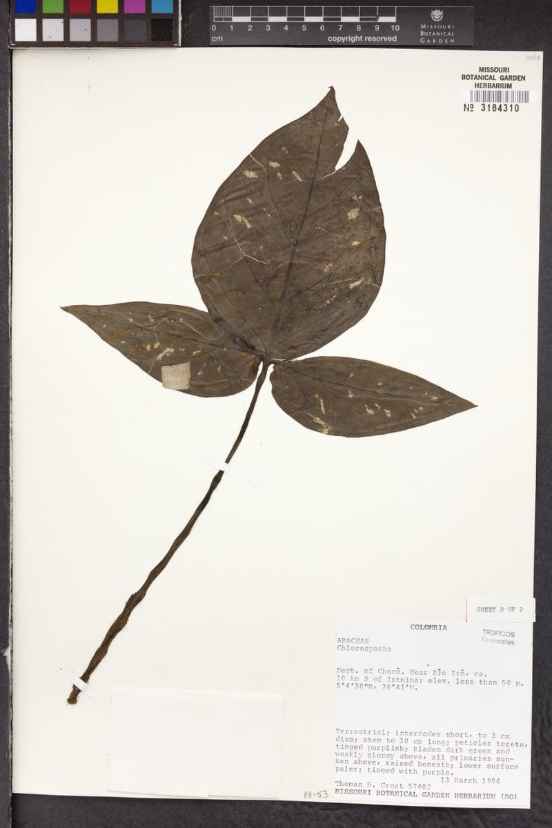 Chlorospatha chocoensis