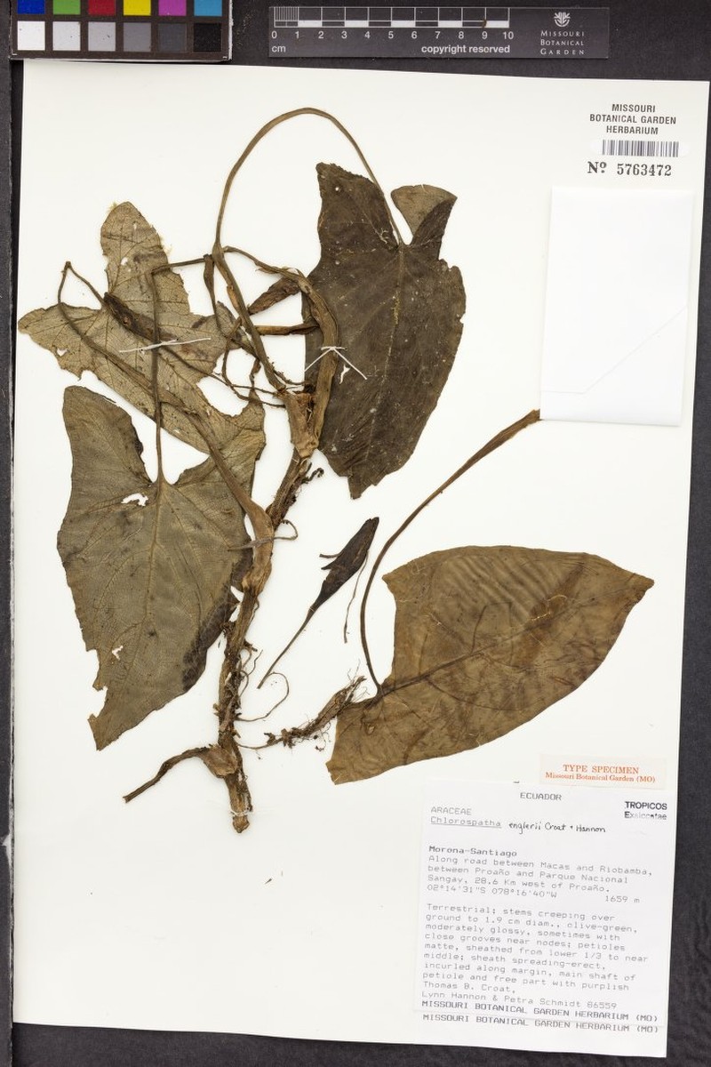Chlorospatha engleri
