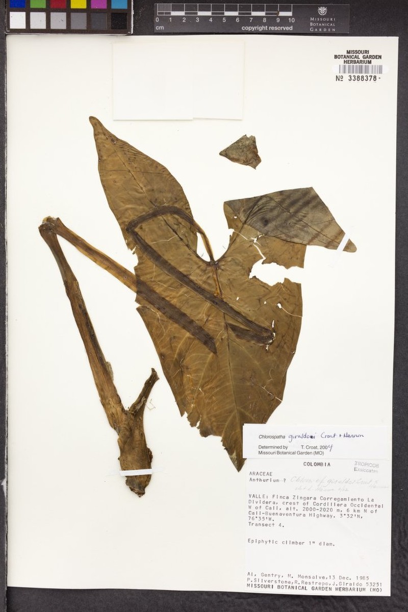 Chlorospatha giraldoi photo 3