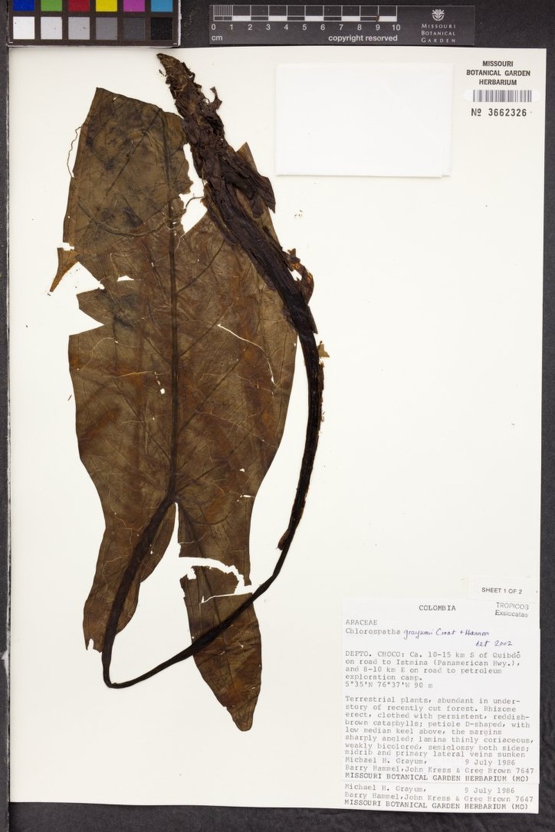Chlorospatha grayumii