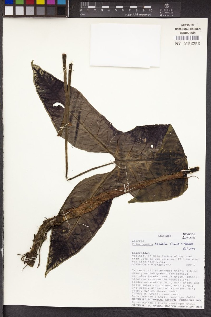 Chlorospatha hastata
