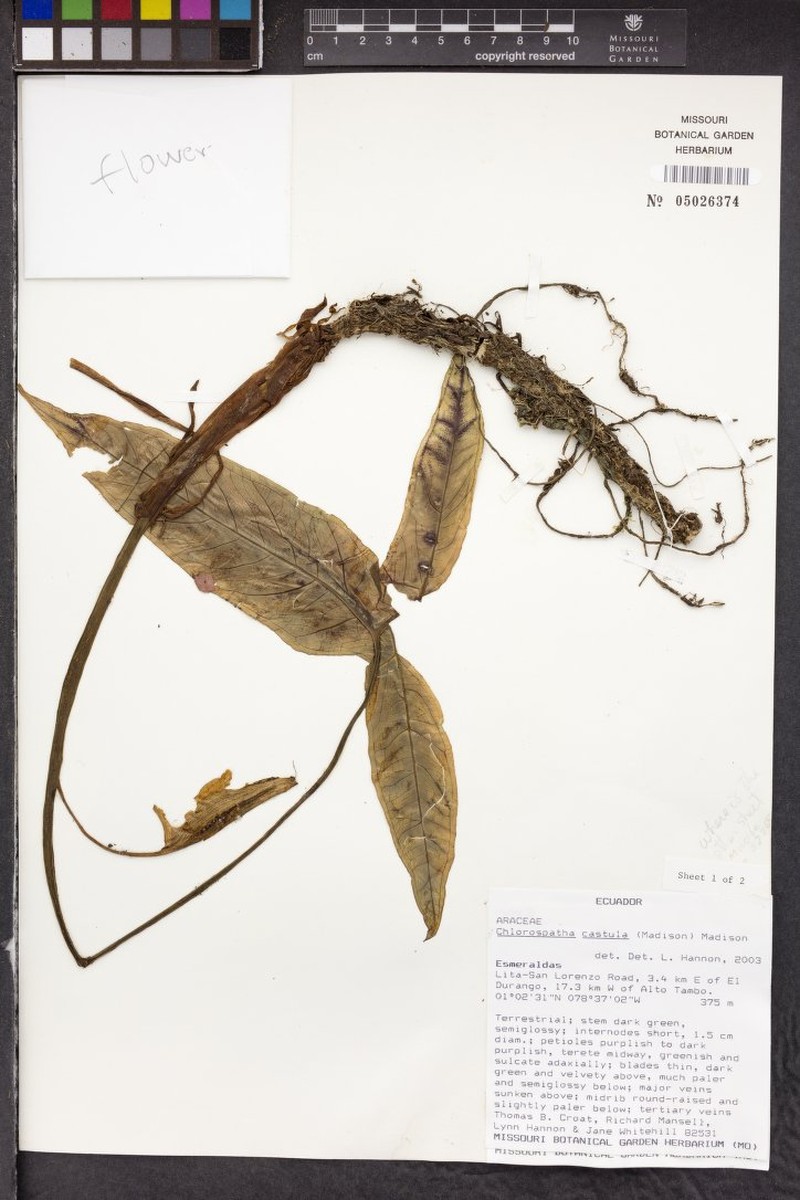 Chlorospatha hastata photo 2