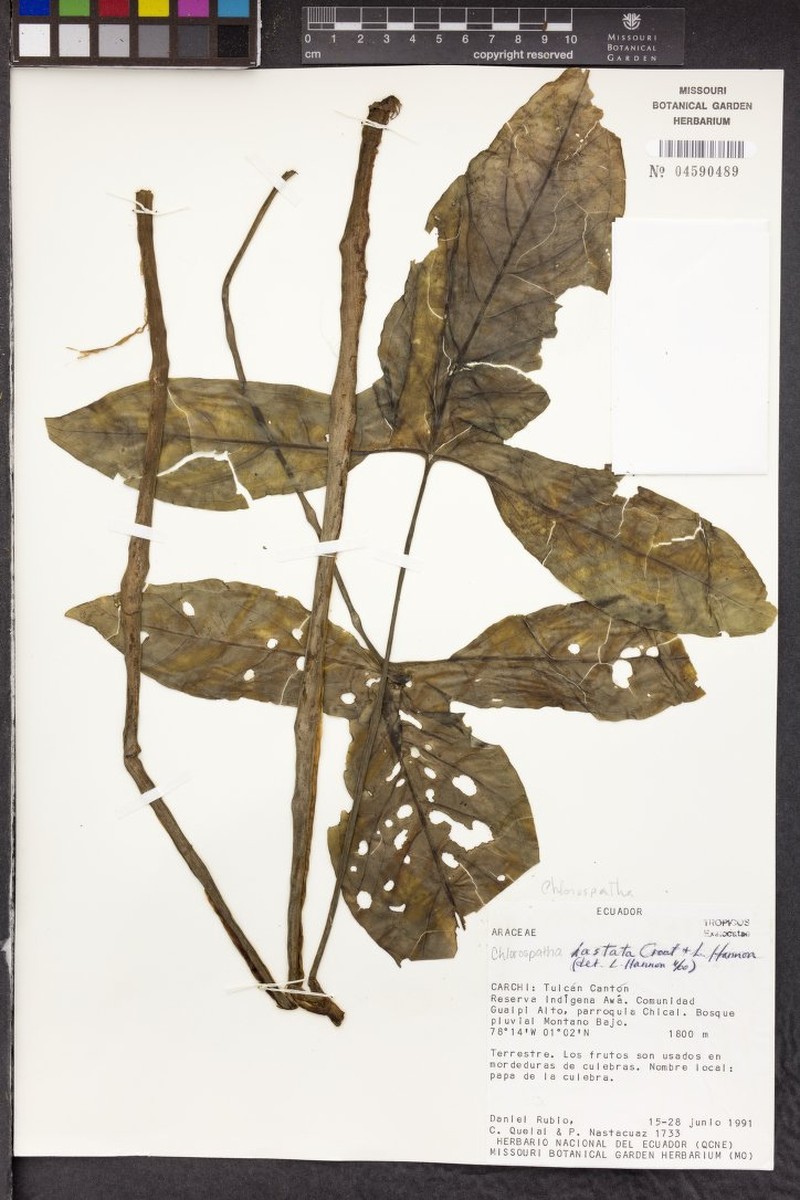 Chlorospatha hastata photo 3