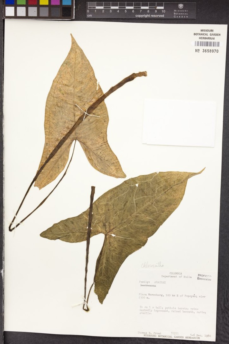Chlorospatha huilensis