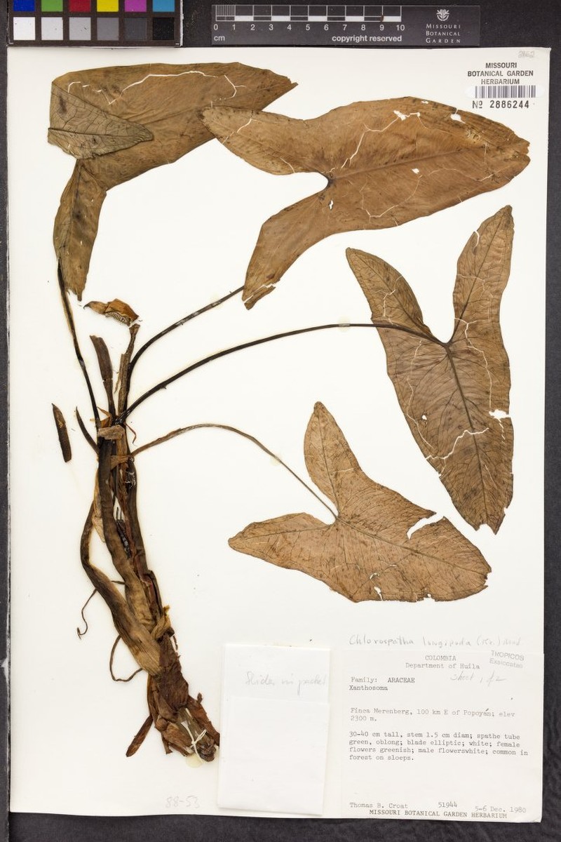 Chlorospatha huilensis photo 2
