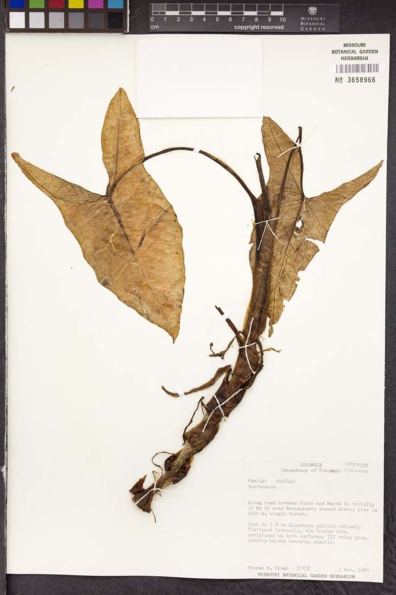 Chlorospatha huilensis photo 3