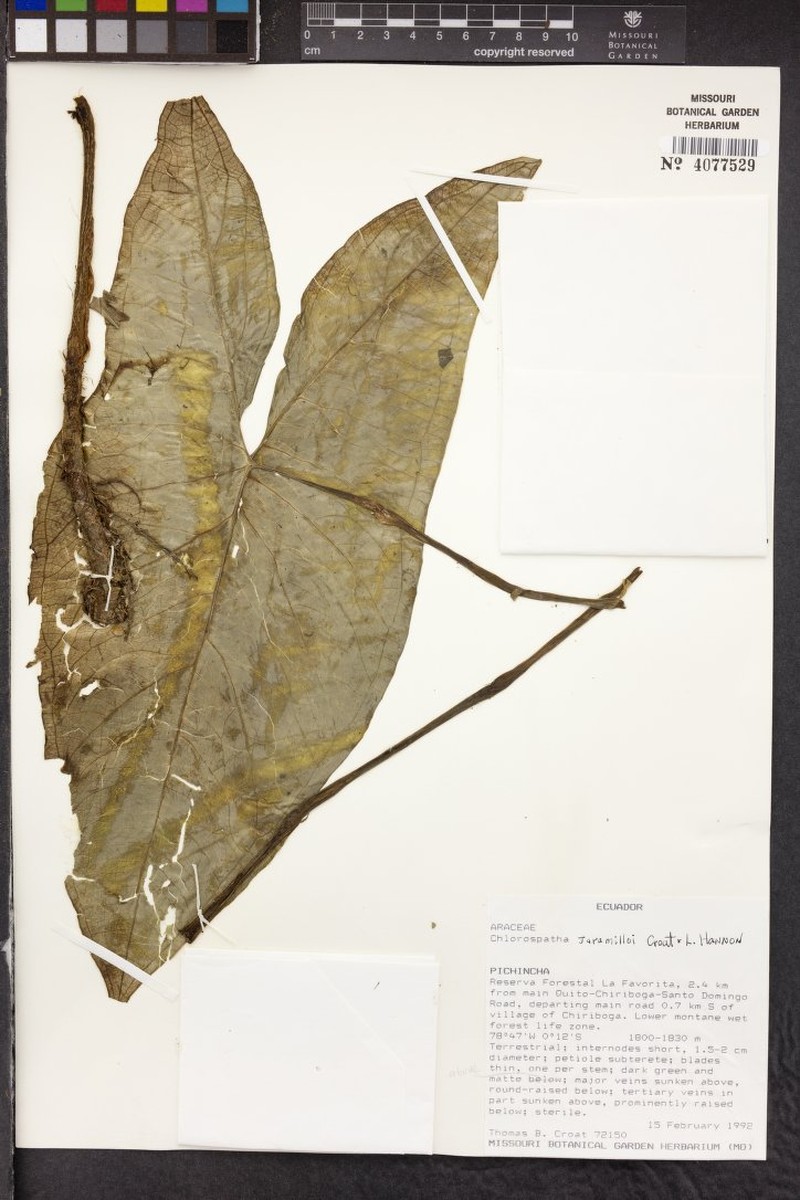 Chlorospatha jaramilloi
