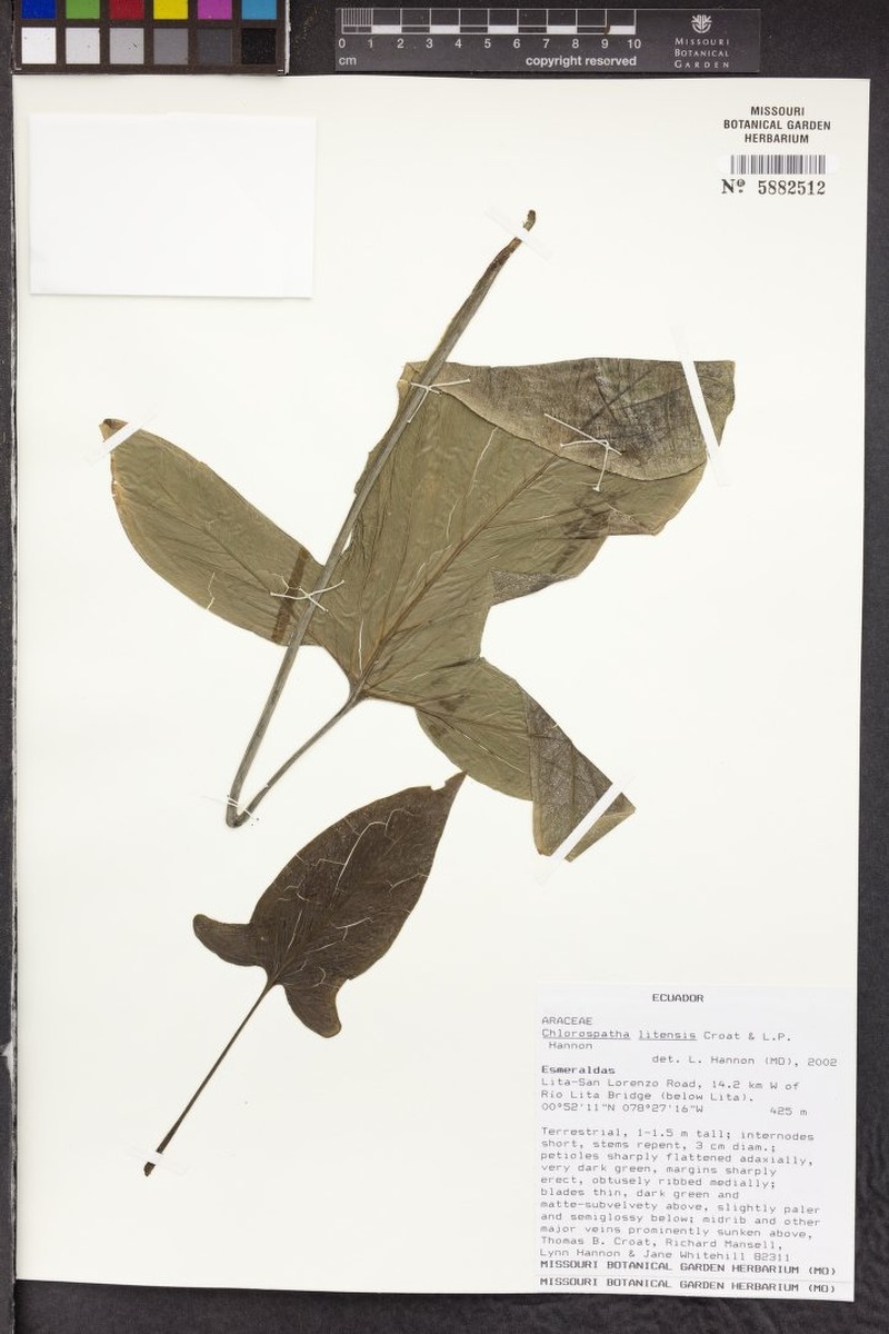 Chlorospatha litensis