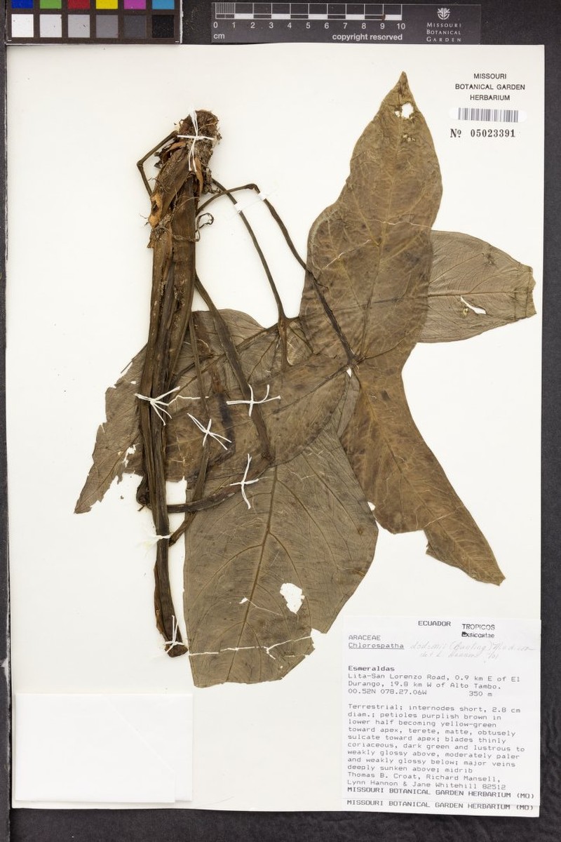 Chlorospatha litensis photo 2