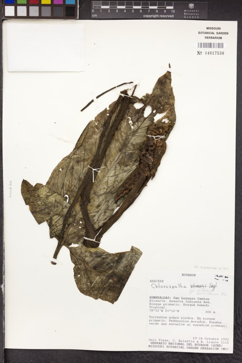 Chlorospatha litensis photo 3
