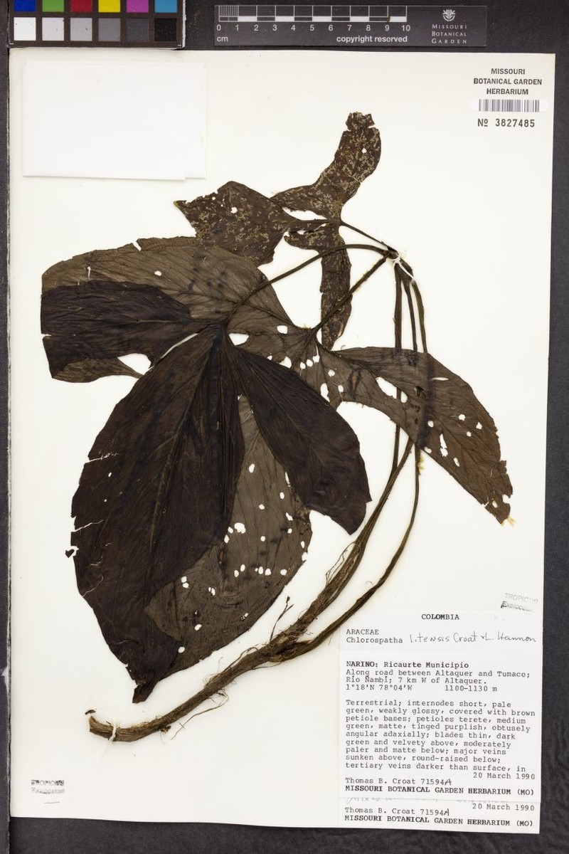 Chlorospatha litensis photo 4