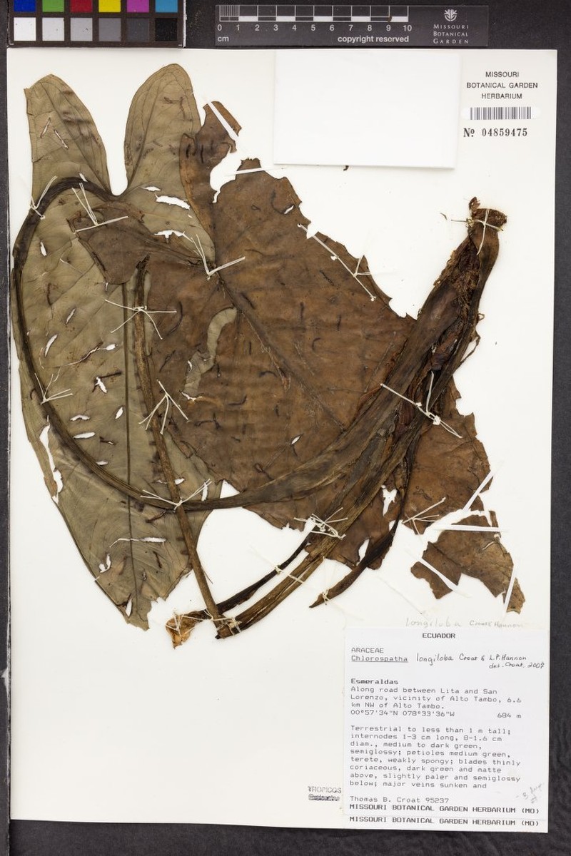 Chlorospatha longiloba