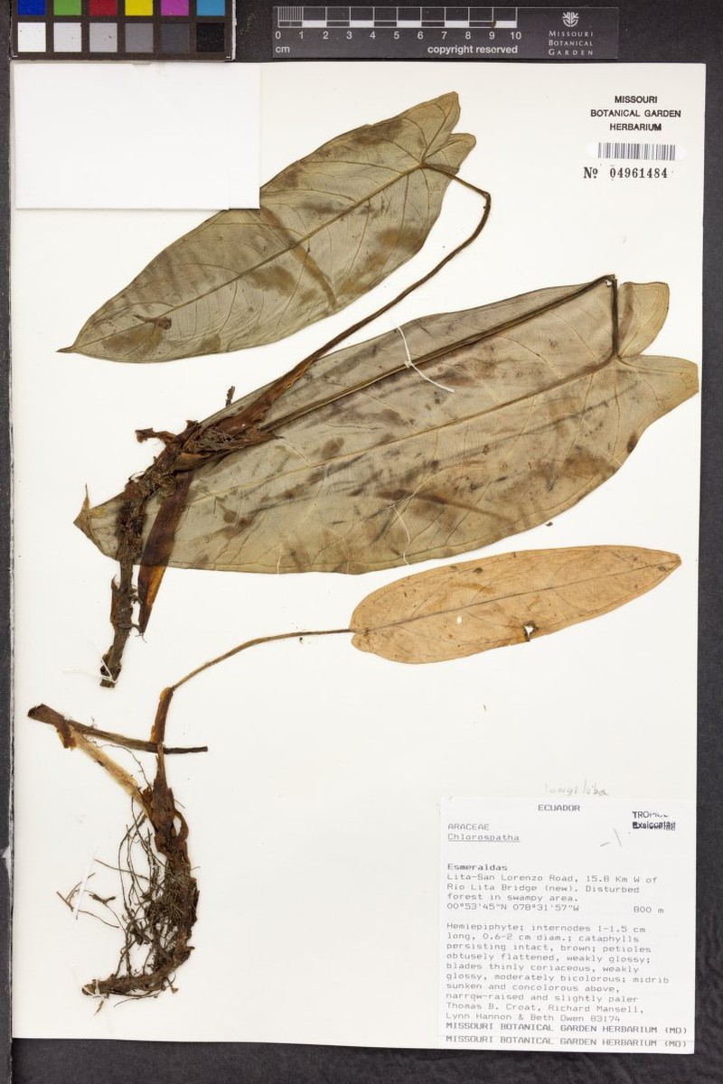 Chlorospatha longiloba photo 2