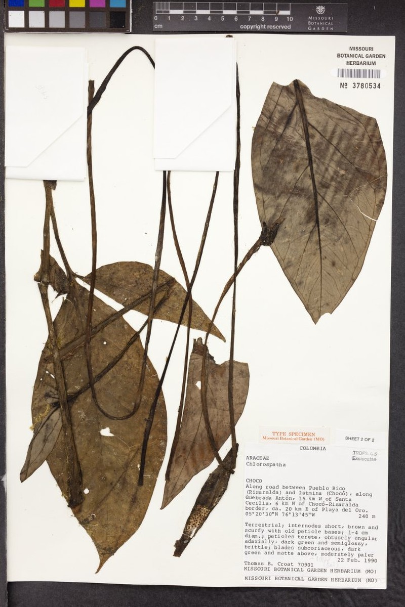 Chlorospatha maculata