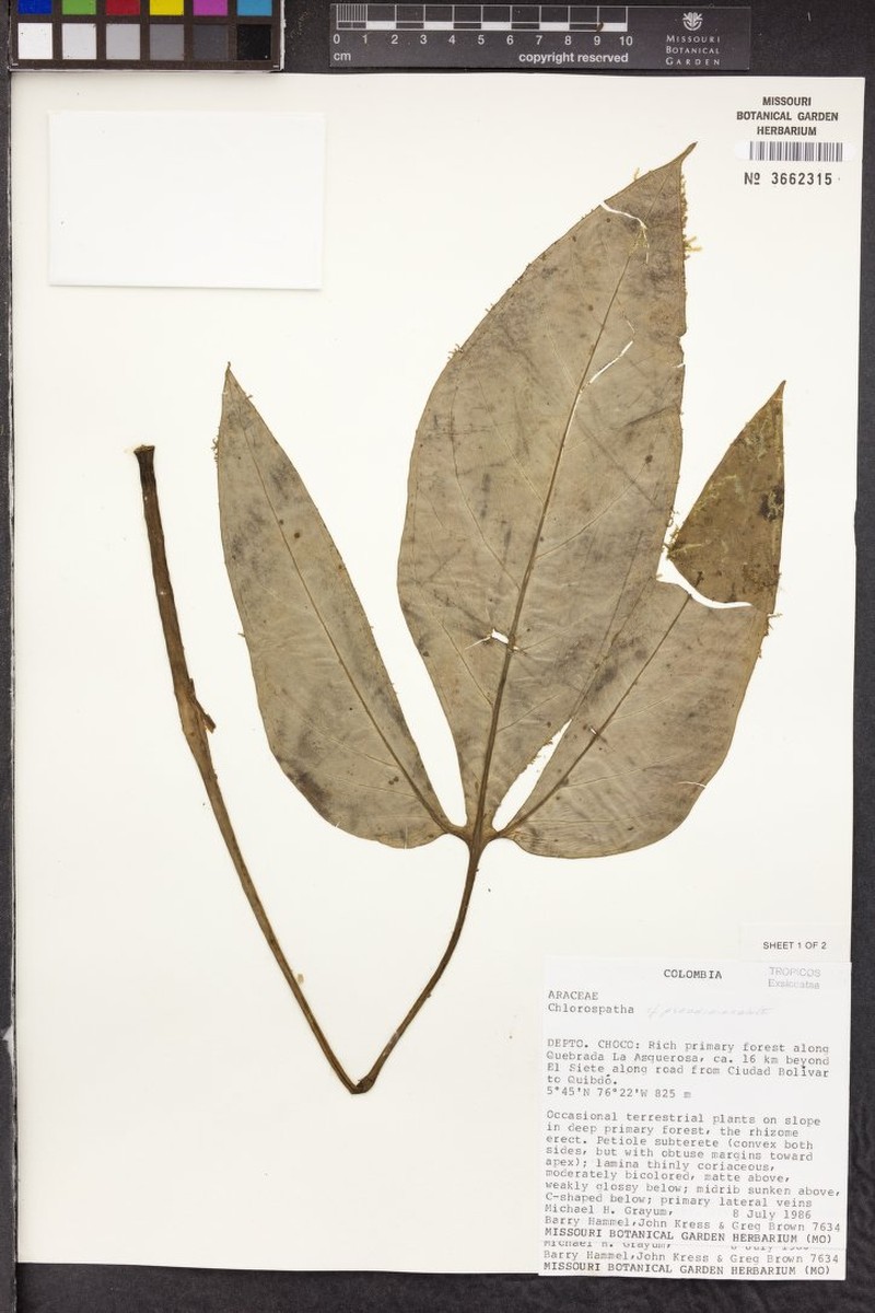 Chlorospatha maculata photo 2