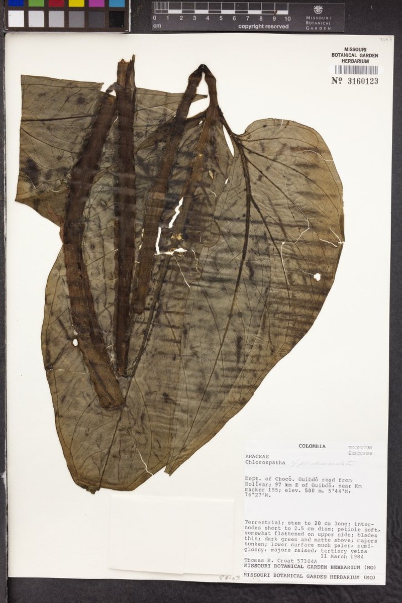 Chlorospatha maculata photo 3