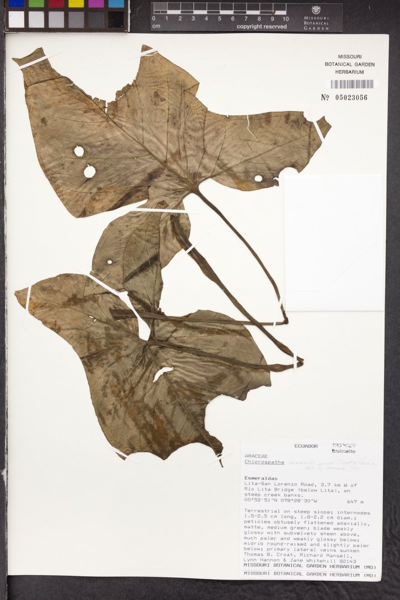 Chlorospatha mansellii