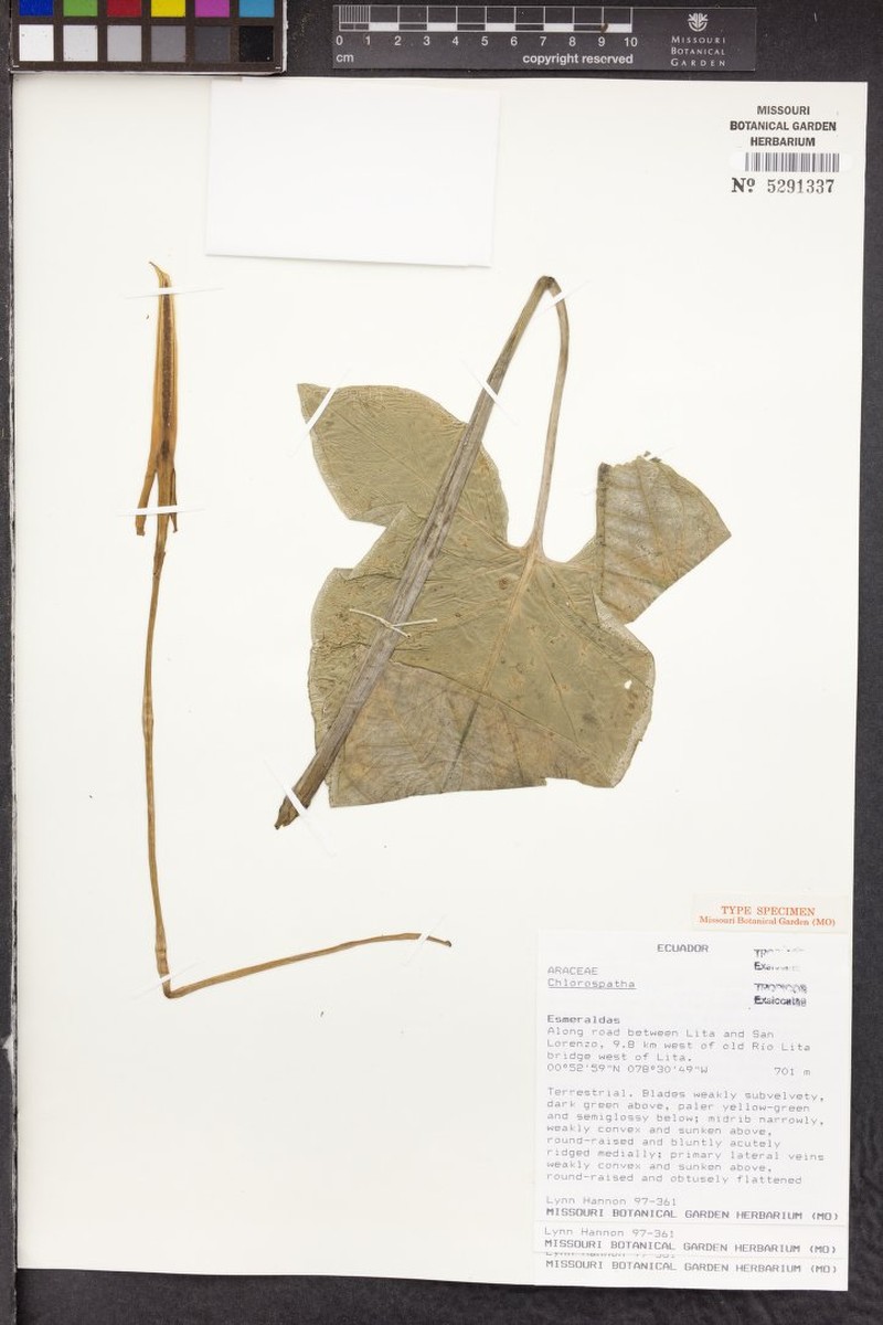 Chlorospatha mansellii photo 2