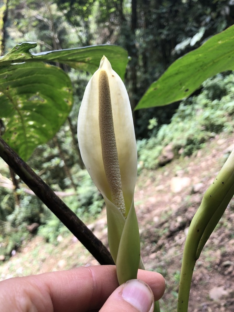 Chlorospatha morae