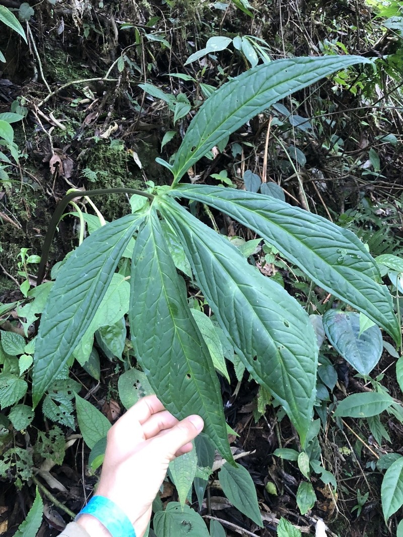 Chlorospatha morae photo 2