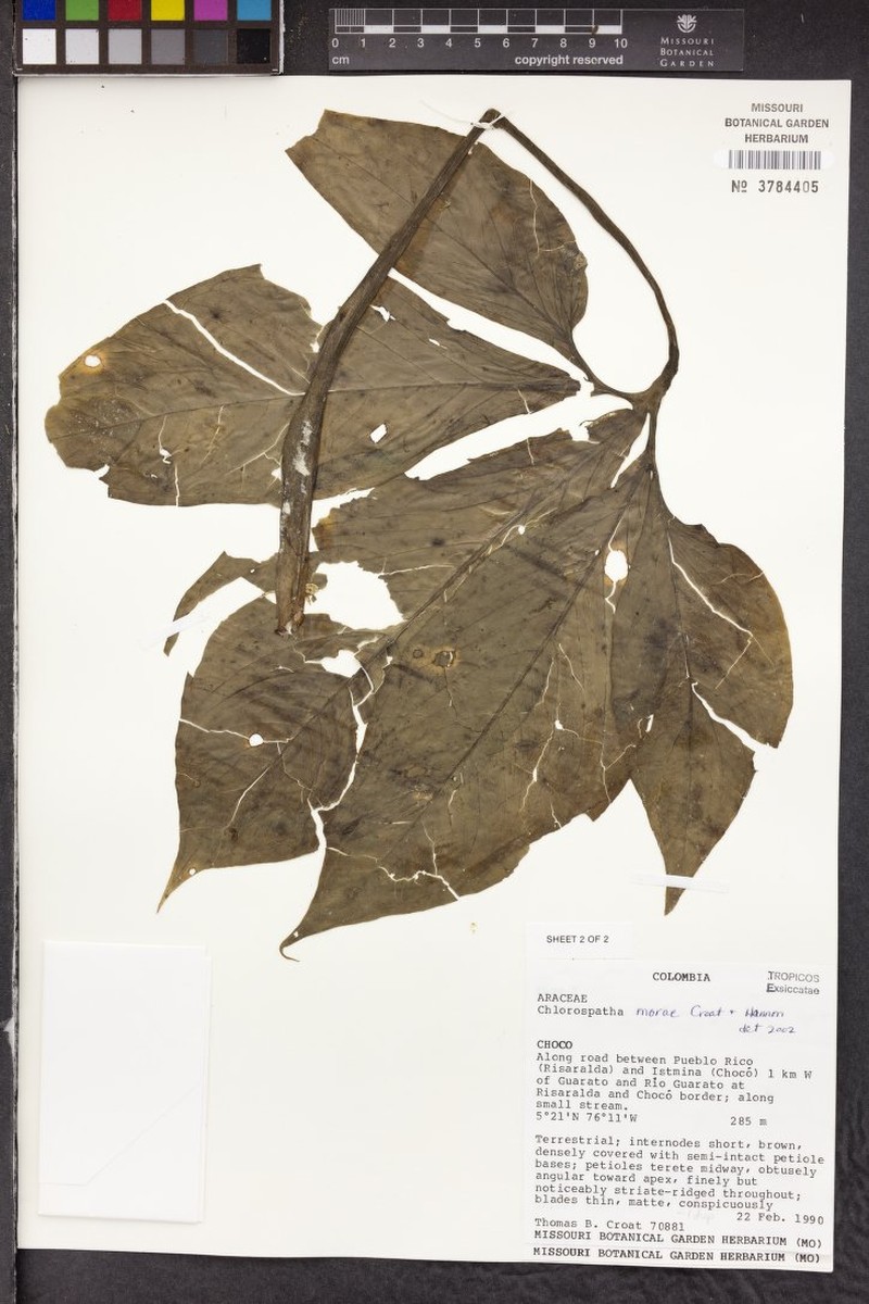 Chlorospatha morae photo 3