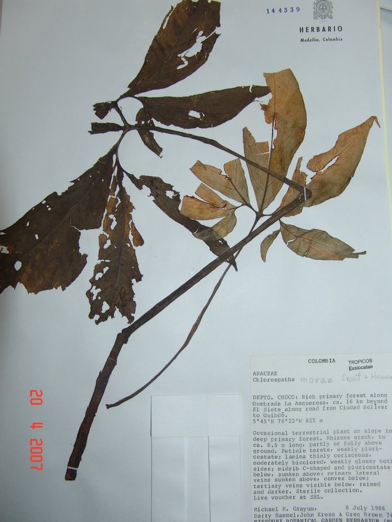 Chlorospatha morae photo 4