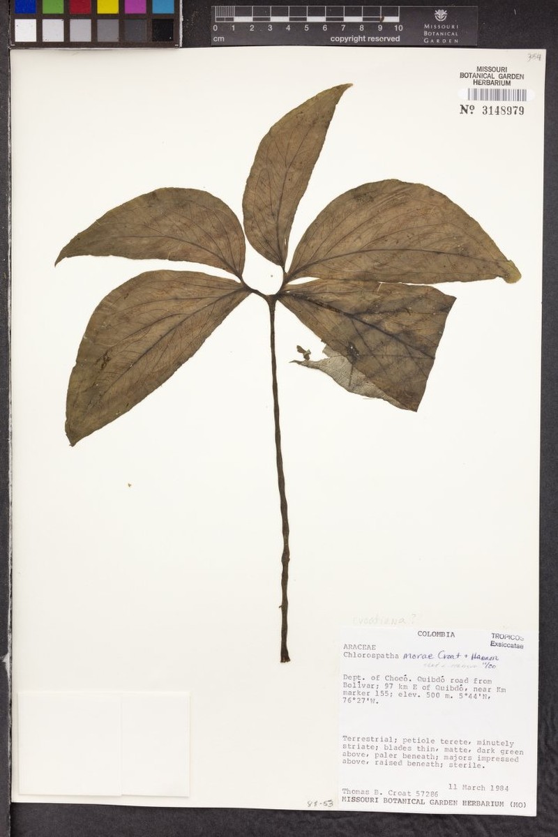 Chlorospatha morae photo 5
