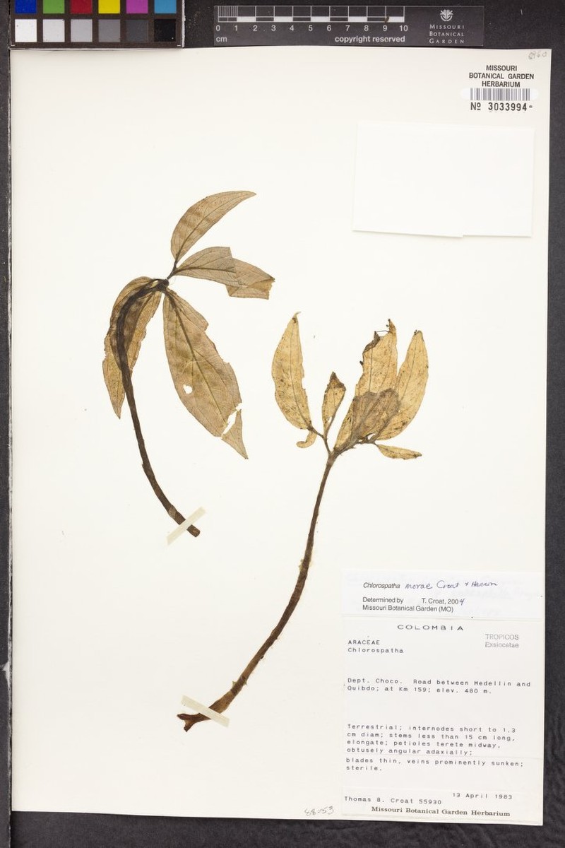 Chlorospatha morae photo 6