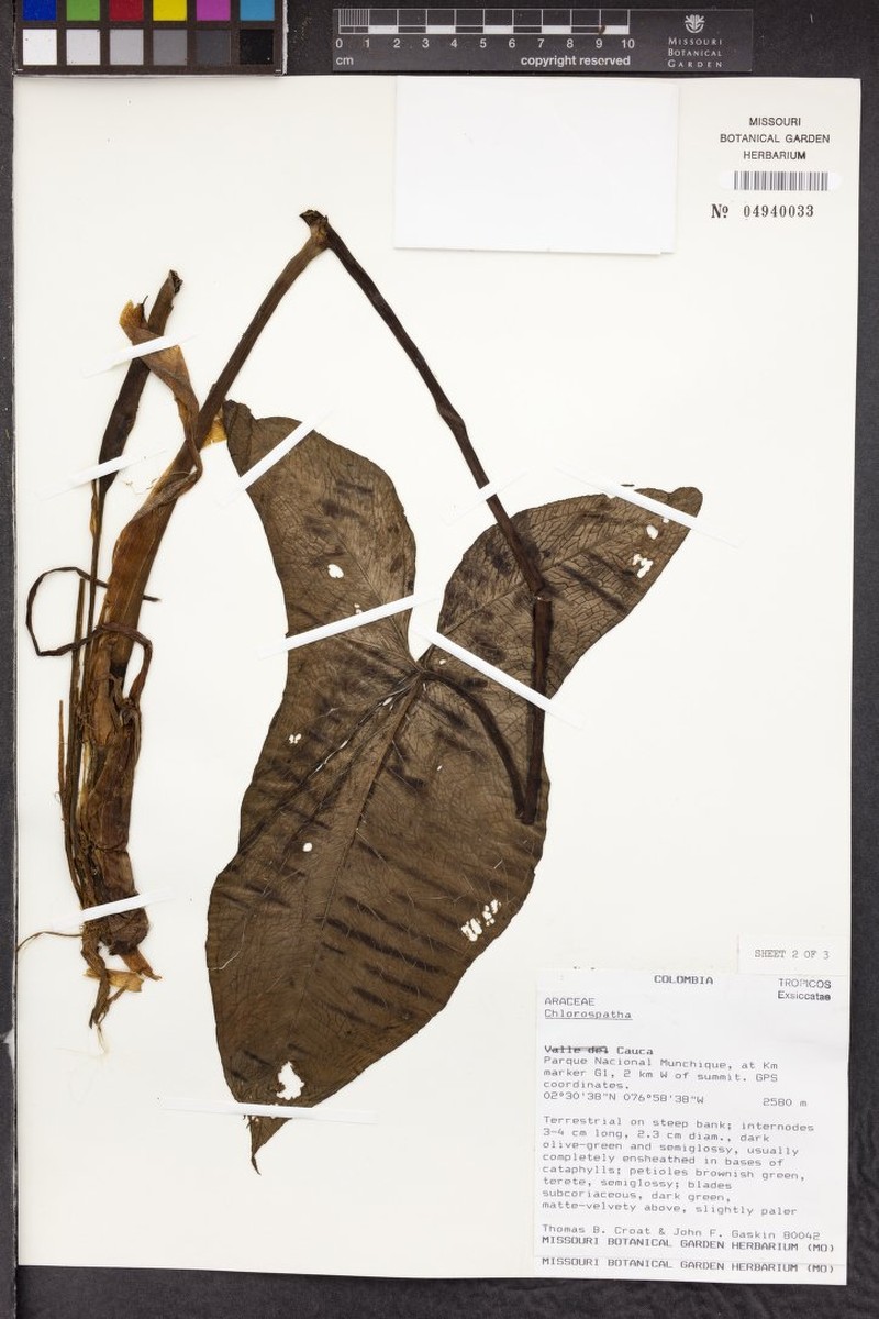 Chlorospatha munchiquensis