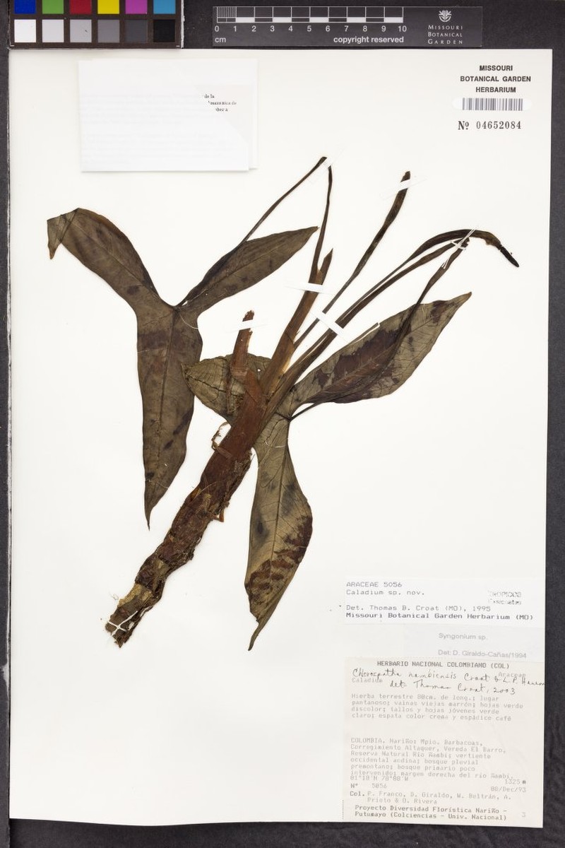 Chlorospatha nambiensis