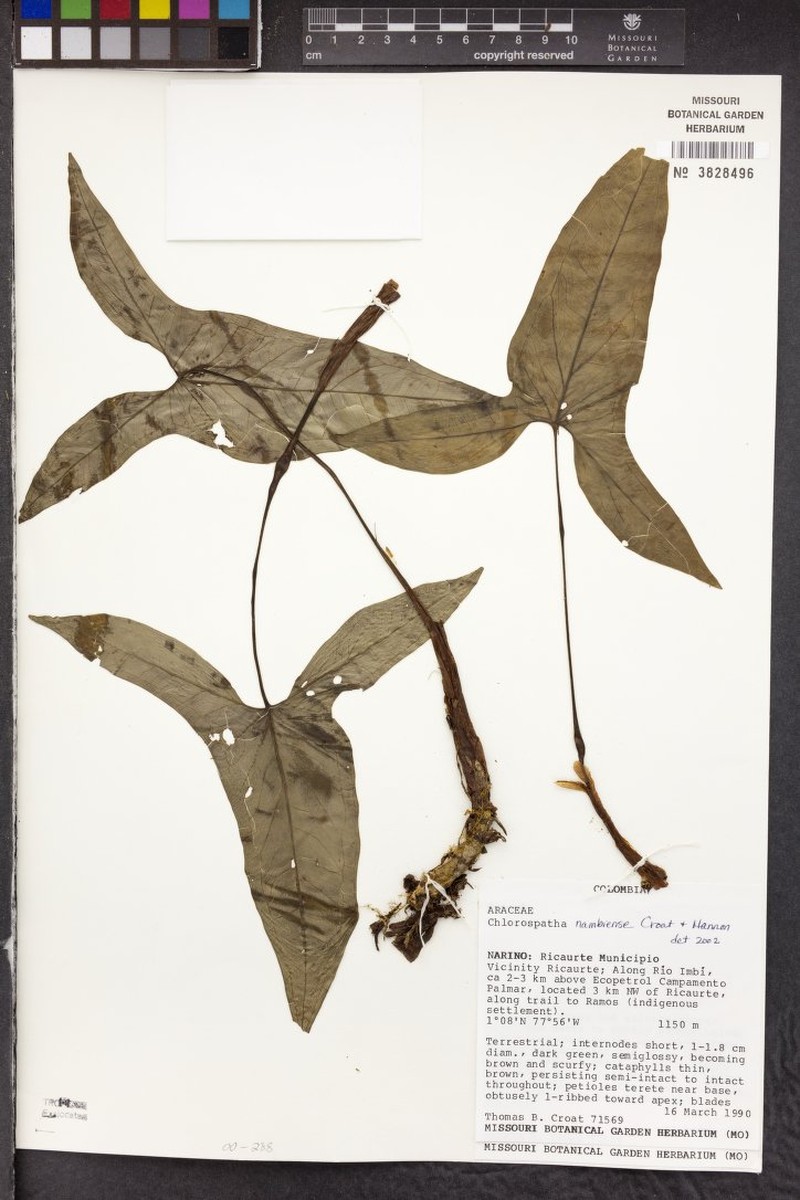 Chlorospatha nambiensis photo 2