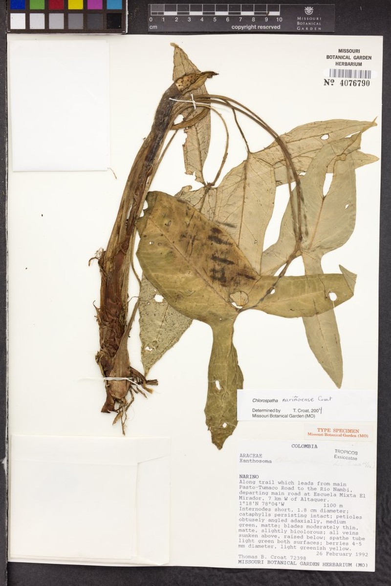 Chlorospatha narinoensis