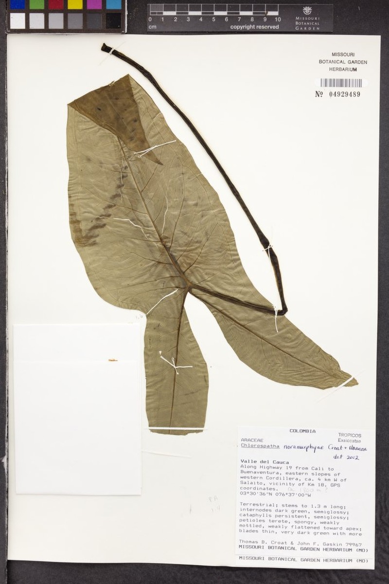 Chlorospatha noramurphyae