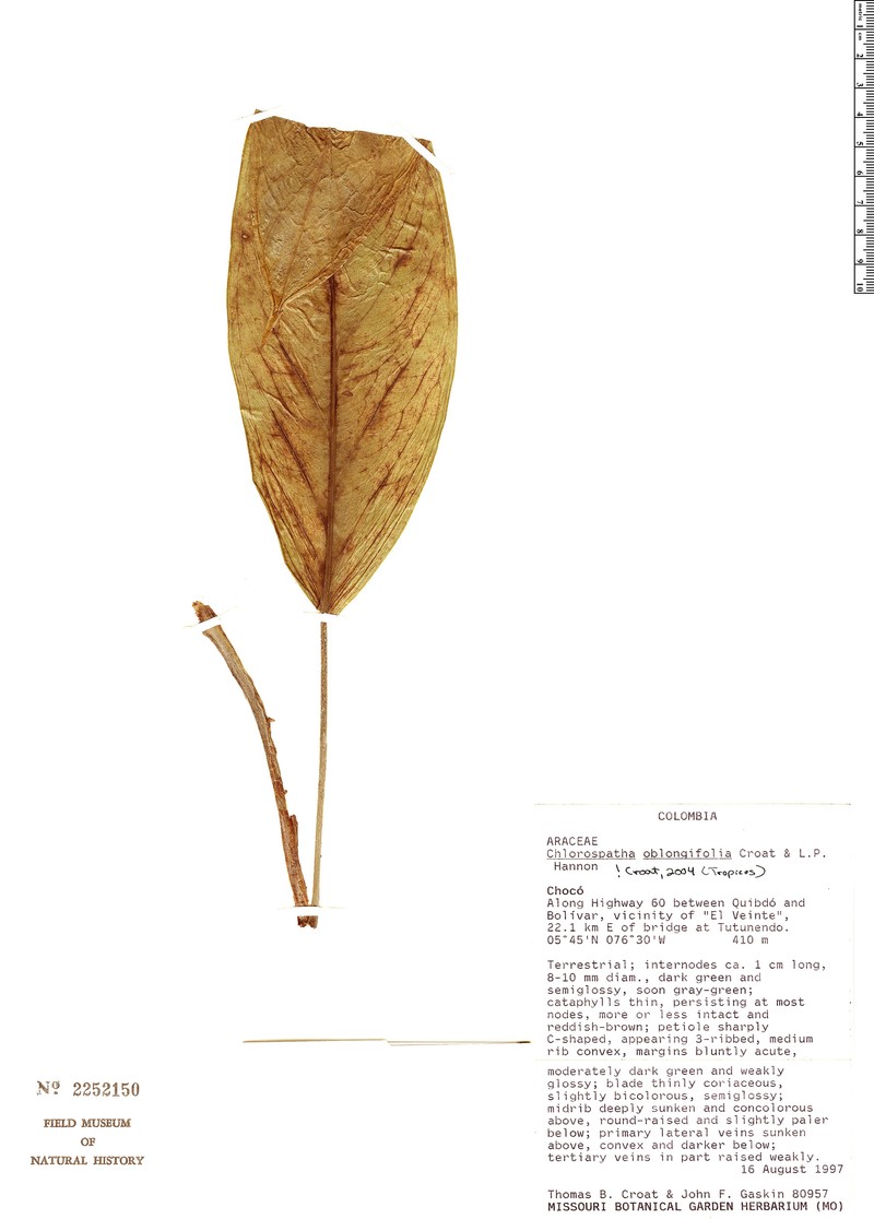 Chlorospatha oblongifolia photo 2