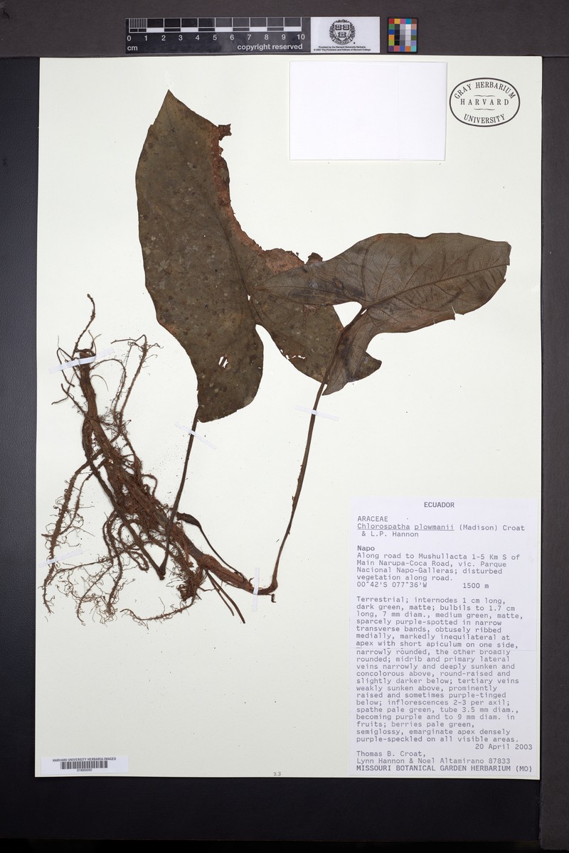 Chlorospatha plowmanii photo 3
