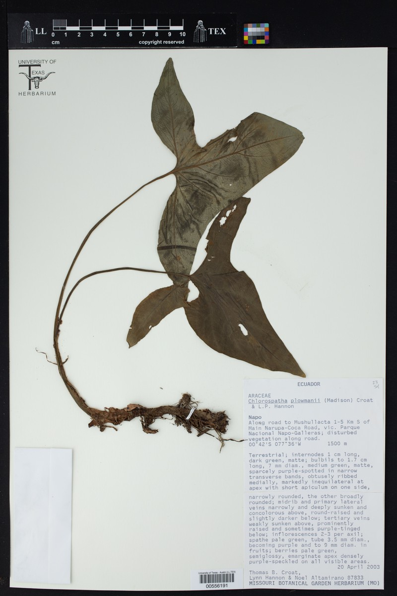 Chlorospatha plowmanii photo 4