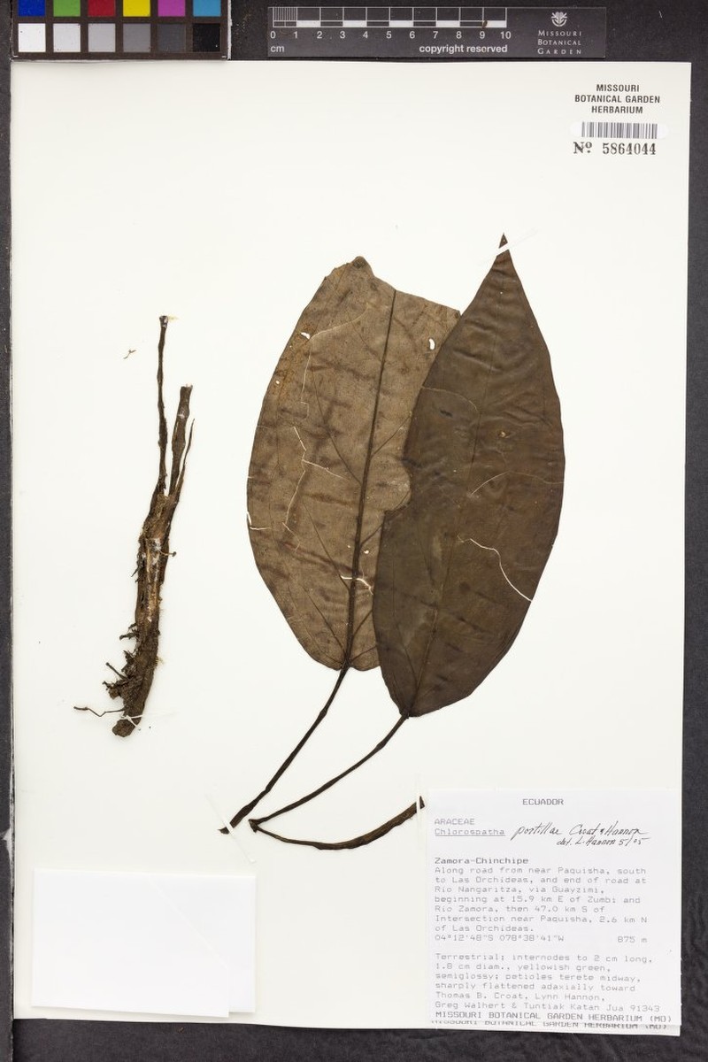 Chlorospatha portillae