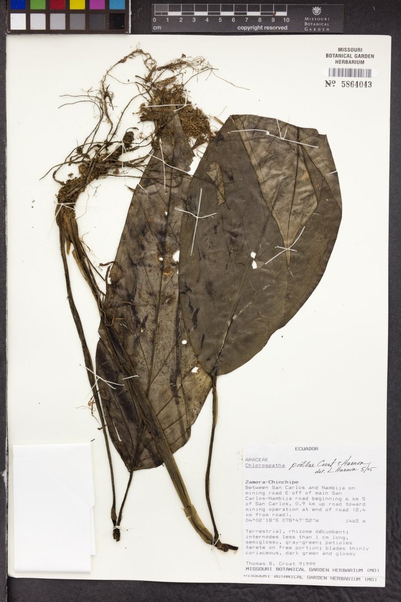 Chlorospatha portillae photo 2