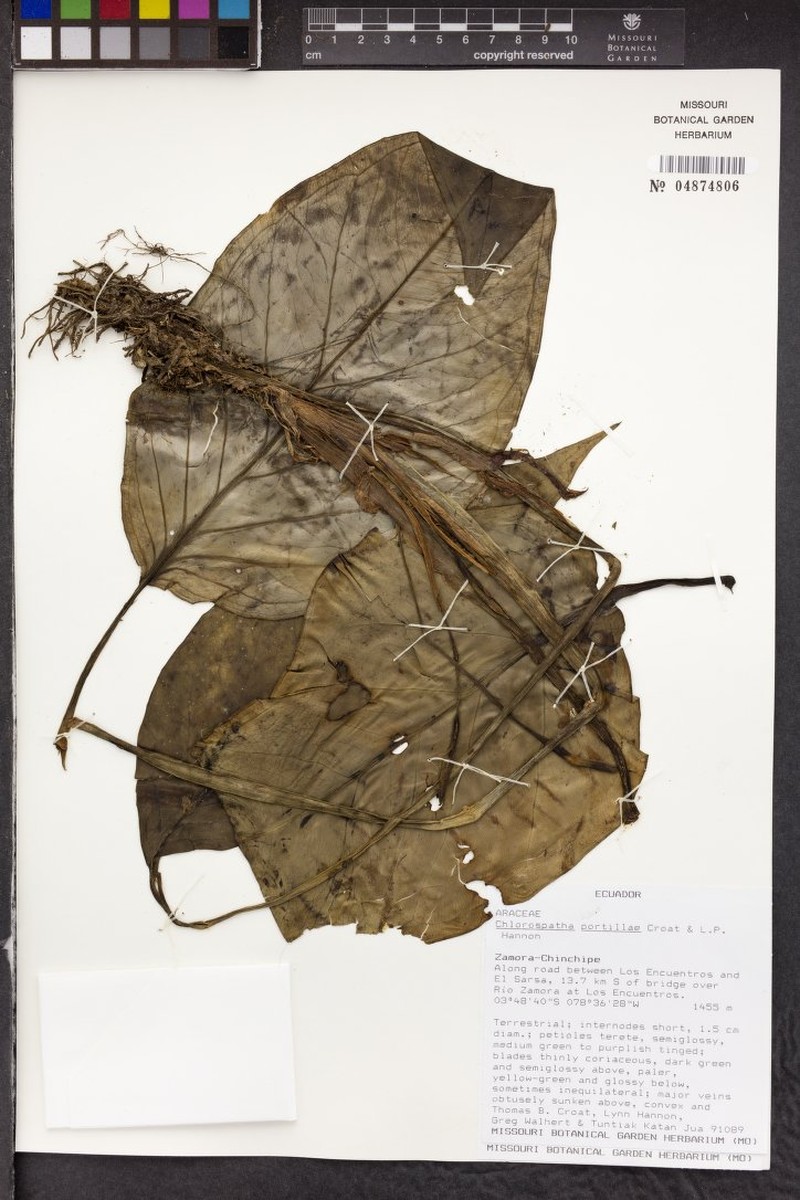 Chlorospatha portillae photo 4