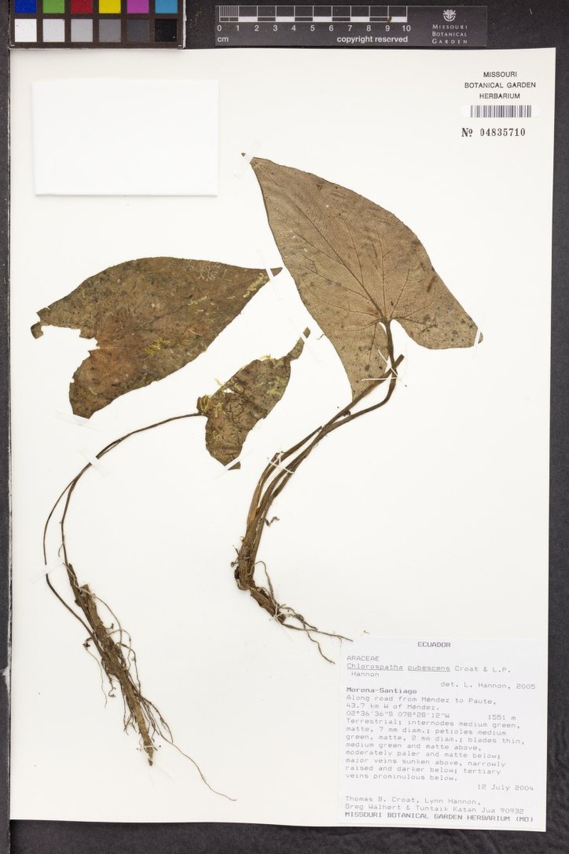 Chlorospatha pubescens photo 3