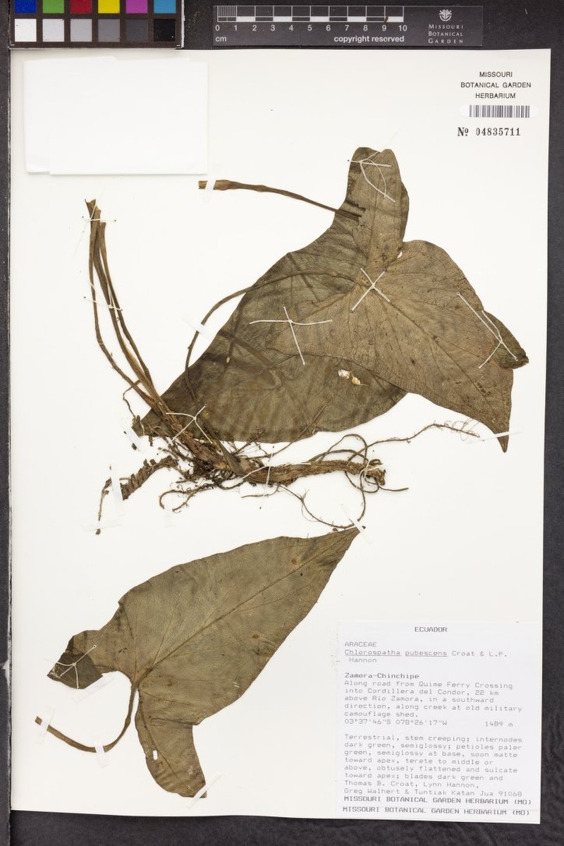 Chlorospatha pubescens photo 4