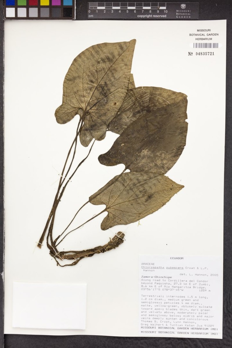 Chlorospatha pubescens photo 5