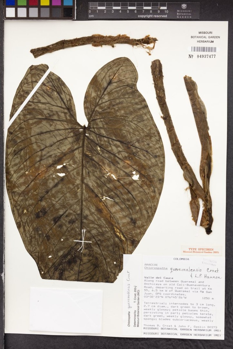 Chlorospatha queremalensis