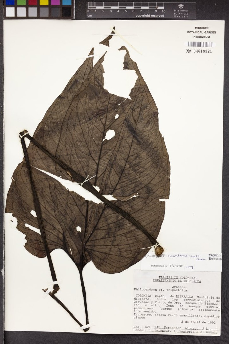 Chlorospatha risaraldensis