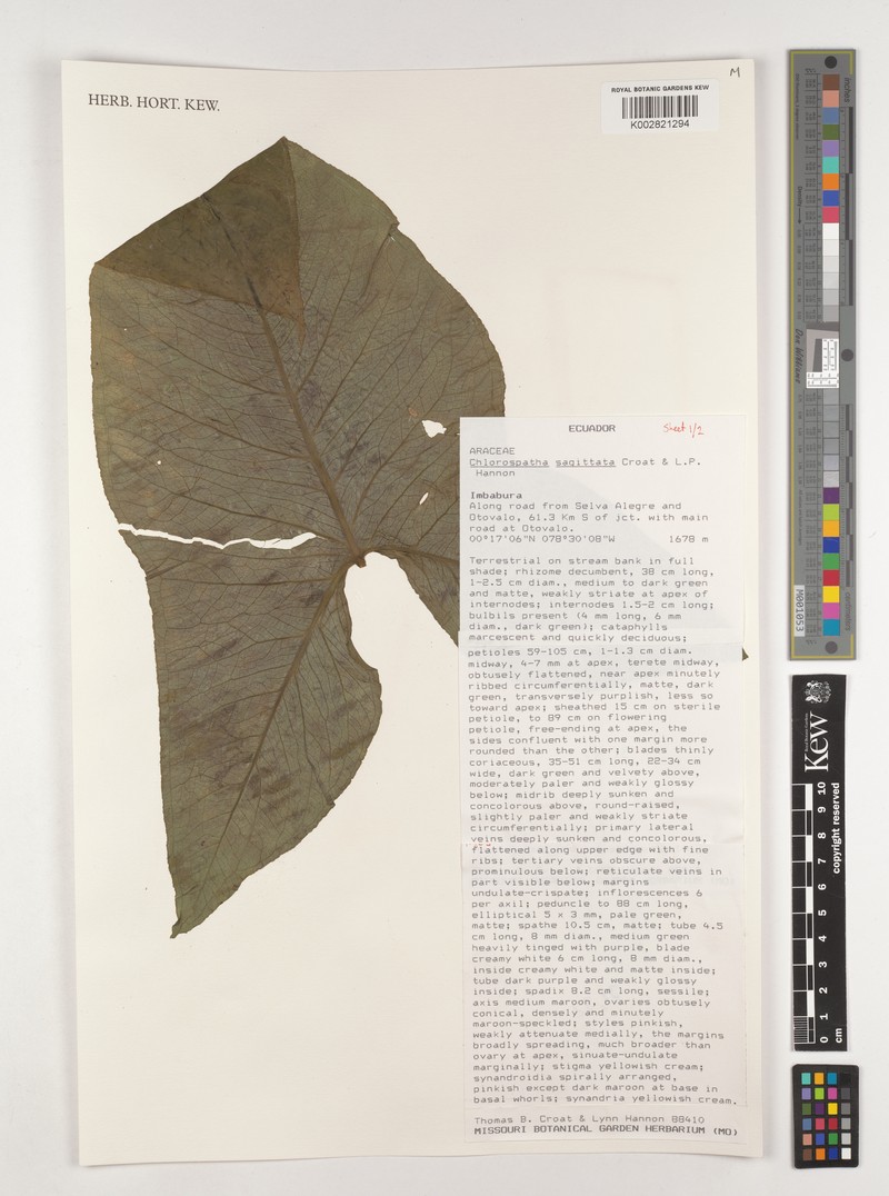Chlorospatha sagittata photo 3