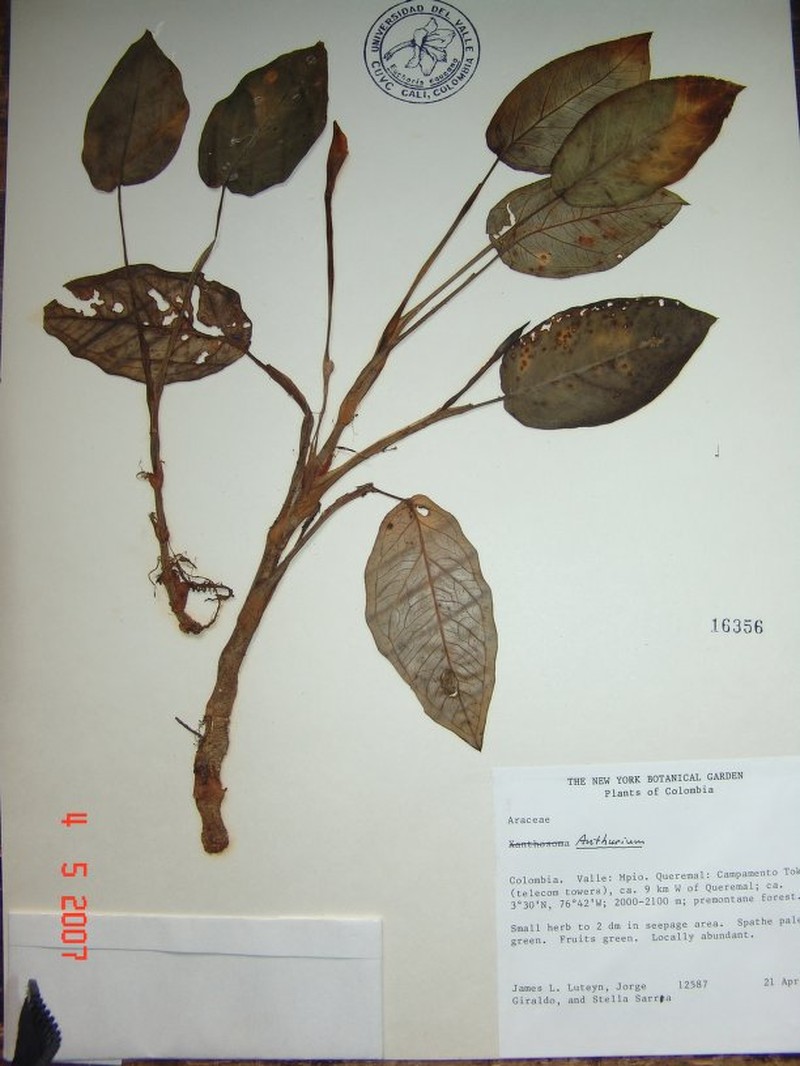Chlorospatha stellasarreae