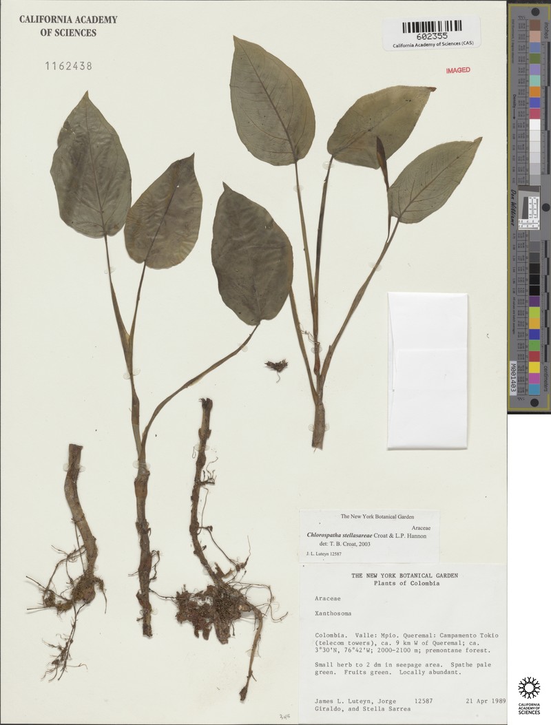 Chlorospatha stellasarreae photo 2