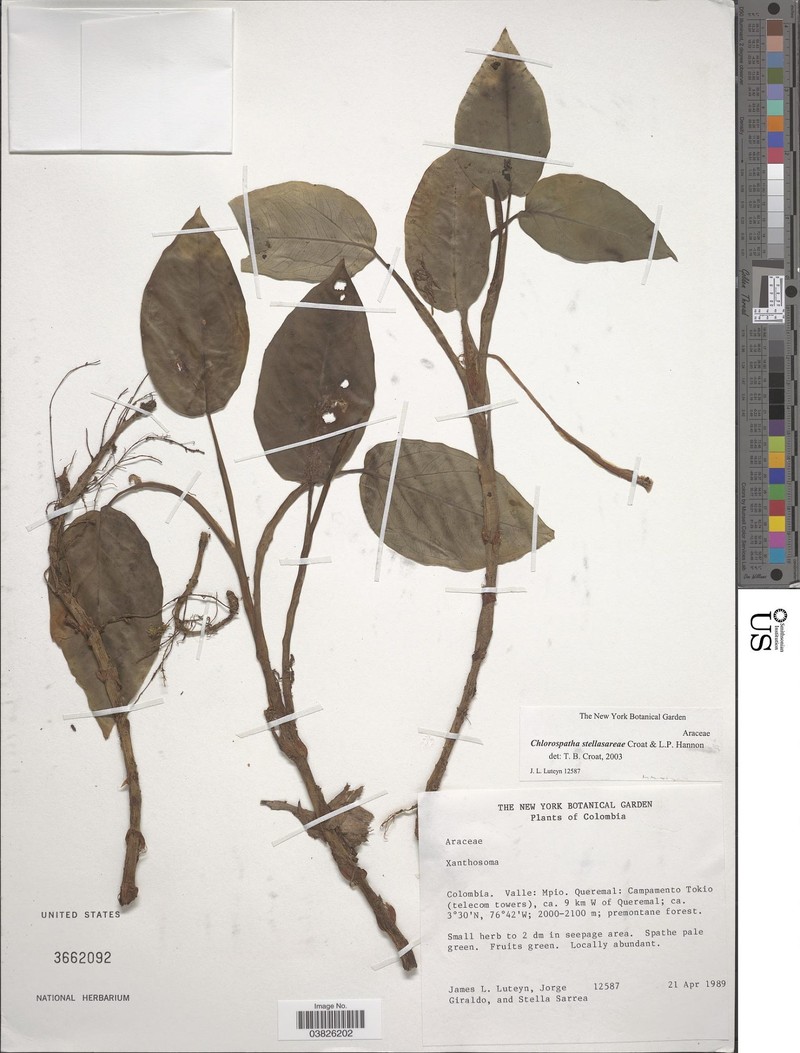 Chlorospatha stellasarreae photo 3